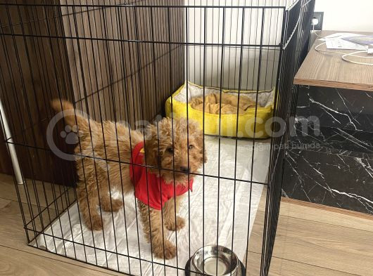 2 Buçuk Aylık Yavru Maltipoo görsel