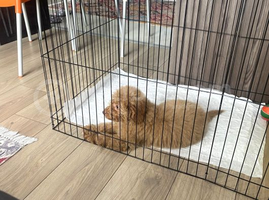 2 Buçuk Aylık Yavru Maltipoo görsel