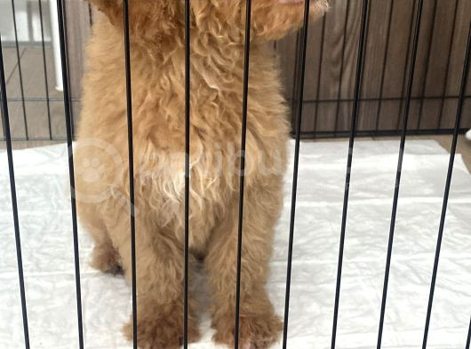 2 Buçuk Aylık Yavru Maltipoo görsel