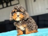 Cavapoo Three Colour En Nadi̇r Özel Renk