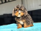 Cavapoo Three Colour En Nadi̇r Özel Renk
