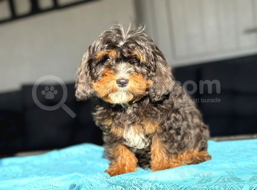 Cavapoo Three Colour En Nadi̇r Özel Renk görsel