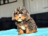CAVAPOO THREE COLOUR EN NADİR ÖZEL RENK