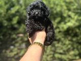 Siyah En Özel Renk  Maltipoo Yavrumuz