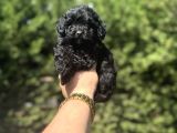 Siyah En Özel Renk  Maltipoo Yavrumuz