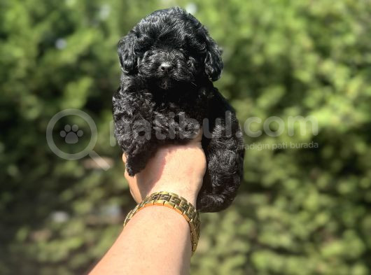 Siyah En Özel Renk  Maltipoo Yavrumuz görsel