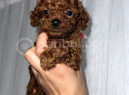 Toy Poodle
