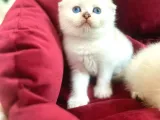Sifir Kulak Top Kafa Fold Bebek