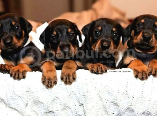 Scr Li̇ Doberman Yavrular Heryere Gönderi̇li̇r görsel