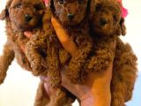 ANATOMİ HARİKASI ERKEK DİŞİ POODLE BEBEKLERİM