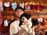 Burkem Ailesinden En Akıllı Dost Border Collie
