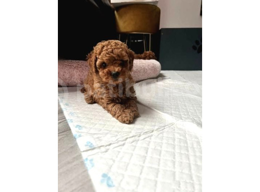 Anatomi̇ Hari̇kasi Erkek Di̇şi̇ Poodle Bebekleri̇m görsel