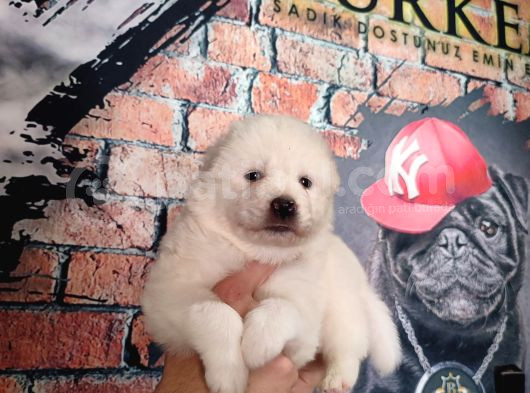 Burkem Çiftliğimizden Kar Topu  Samoyed Yavrularımız görsel