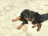 Scr Li̇ Doberman Yavrular Heryere Gönderi̇li̇r