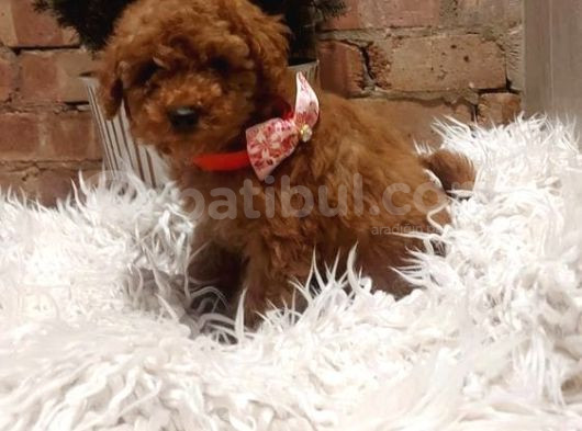Anatomi̇ Hari̇kasi Erkek Di̇şi̇ Poodle Bebekleri̇m görsel