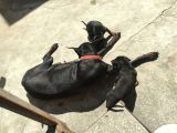 SCR Lİ DOBERMAN YAVRULAR HERYERE GÖNDERİLİR
