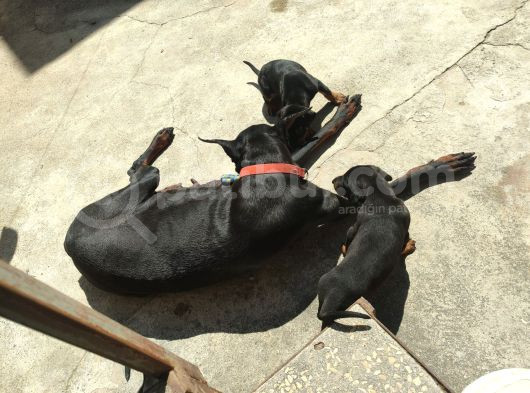 Scr Li̇ Doberman Yavrular Heryere Gönderi̇li̇r