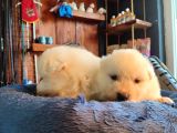 Burkem Çiftliğimizden Kar Topu  Samoyed Yavrularımız