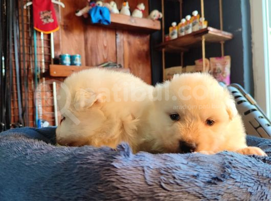 Burkem Çiftliğimizden Kar Topu  Samoyed Yavrularımız görsel