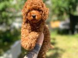 Baby Poodle