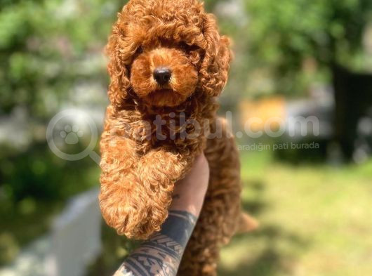 Baby Poodle görsel