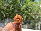 Baby Poodle