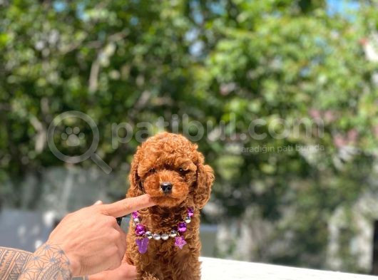 Baby Poodle görsel