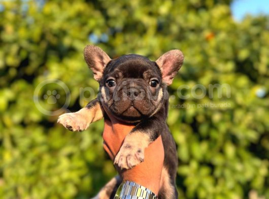 Egzotik French Bulldog Bebekler görsel