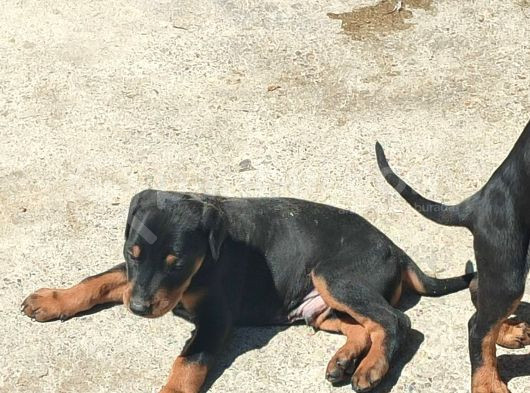 Scr Li̇ Doberman Yavrular Heryere Gönderi̇li̇r görsel