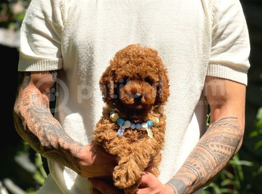 Baby Poodle görsel
