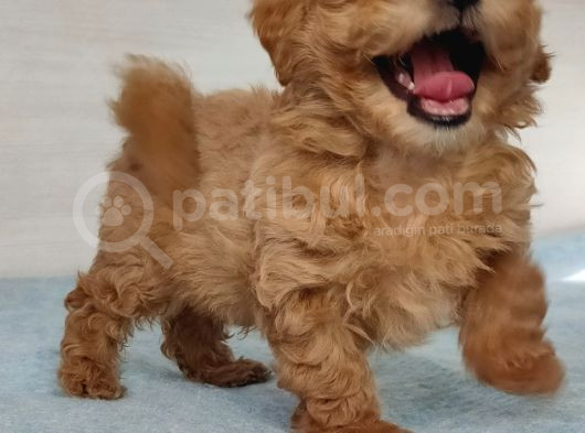 Gerçek Anne Baba Malti̇poo Dan Yavrular