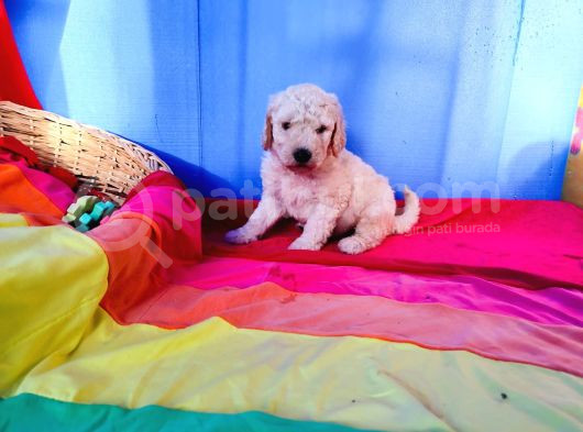 Tamamen  Ücretsi̇z Dev Poodle Yavrular