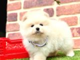 Orji̇nal Pomerani̇an Boo Bebekleri̇mi̇z