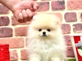 Orji̇nal Pomerani̇an Boo Bebekleri̇mi̇z