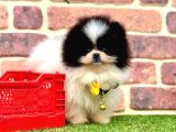 Orji̇nal Pomerani̇an Boo Bebekleri̇mi̇z