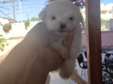 Uygun maltese bebekler