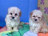Gerçek Anne Baba Malti̇poo Dan Yavrular