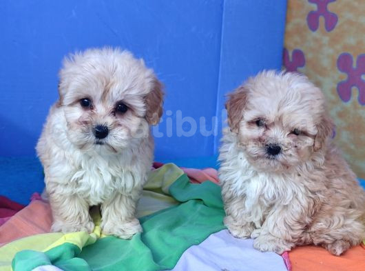 Gerçek Anne Baba Malti̇poo Dan Yavrular görsel