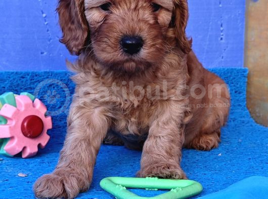 Koyu Renklerde Orji̇nal Cockapoo Yavrular