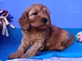 Koyu Renklerde Orji̇nal Cockapoo Yavrular