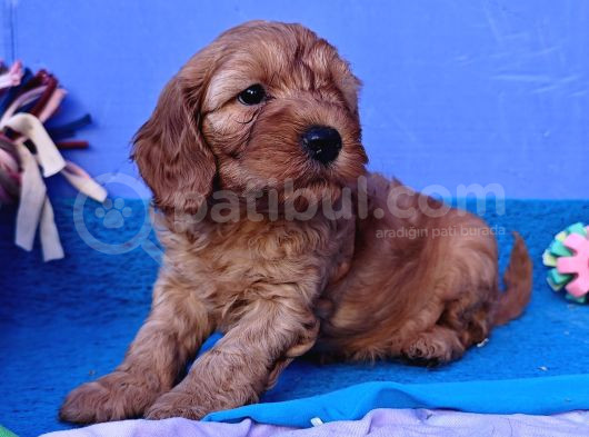 Koyu Renklerde Orji̇nal Cockapoo Yavrular görsel