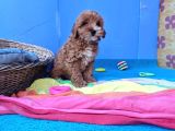Gerçek Anne Baba Malti̇poo Dan Yavrular