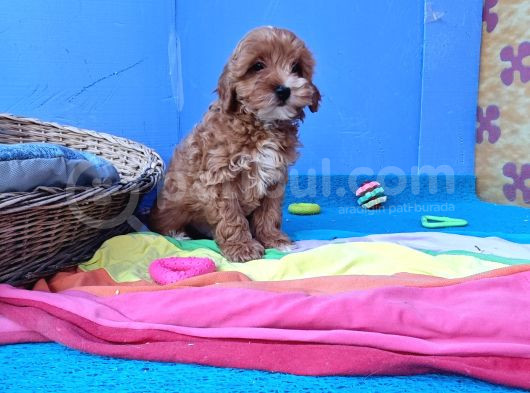 Gerçek Anne Baba Malti̇poo Dan Yavrular görsel