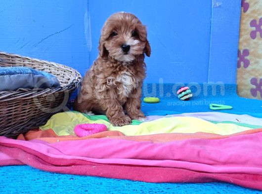 Gerçek Anne Baba Malti̇poo Dan Yavrular görsel