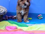 Gerçek Anne Baba Malti̇poo Dan Yavrular