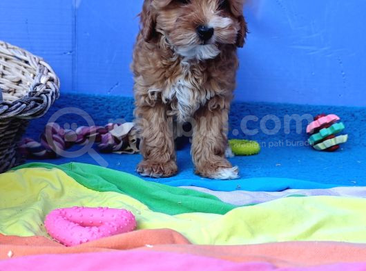 Gerçek Anne Baba Malti̇poo Dan Yavrular görsel