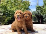 Adrese Teslim Mükemmel Toy Poodle