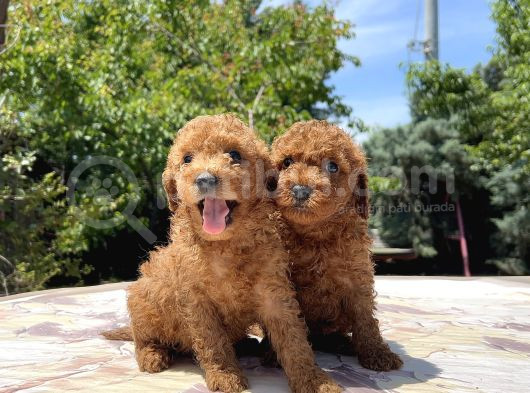 Adrese Teslim Mükemmel Toy Poodle görsel