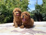 Adrese Teslim Mükemmel Toy Poodle