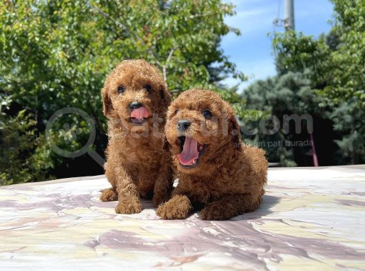 Adrese Teslim Mükemmel Toy Poodle görsel